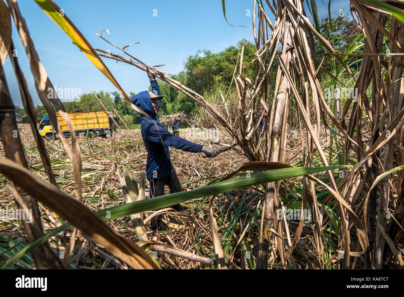 Un travailleur récolte la canne à sucre dans une plantation louée et exploitée par la fabrique de sucre de Tasikmadu, dans le centre de Java, en Indonésie. Banque D'Images