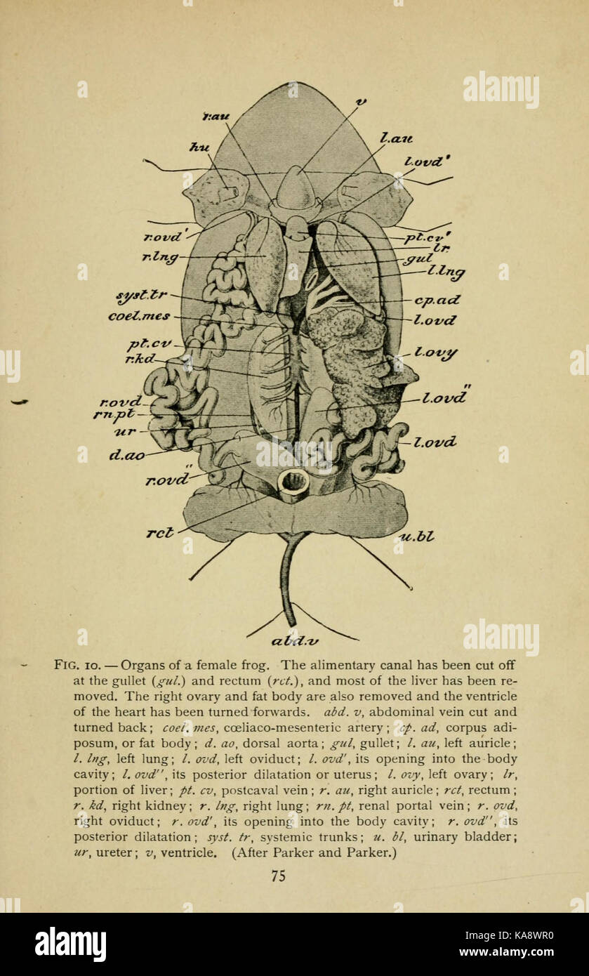 La biologie de la grenouille (page 75, fig. 10) BHL7720765 Banque D'Images
