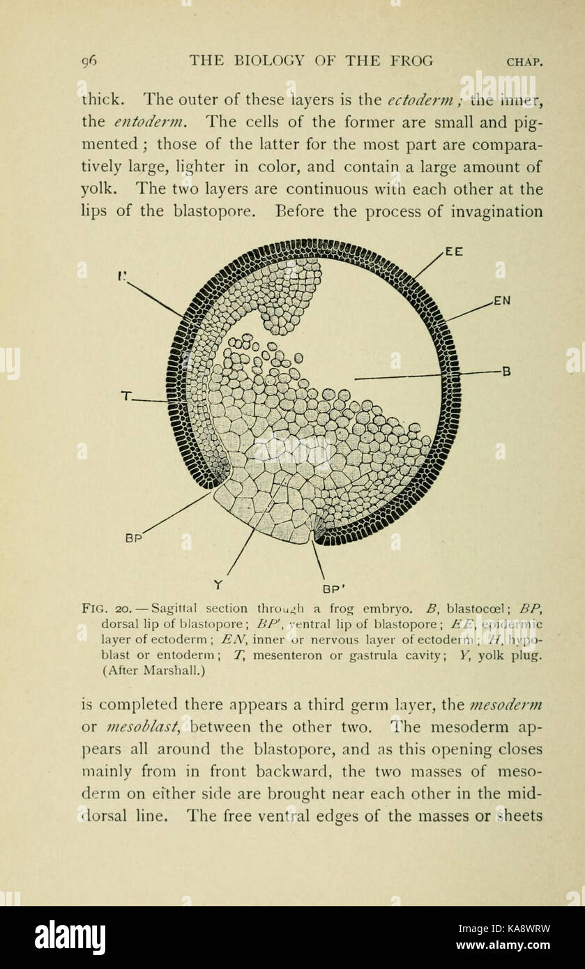 Cette image représente une illustration détaillée de la biologie d'une grenouille, montrant les caractéristiques anatomiques et les structures internes. Il apparaît dans un manuel ou une publication académique, avec un style de présentation vintage ou historique, peut-être d'une époque révolue, y compris une carte ou un dessin de la biologie de la grenouille. Cette image fait partie d'une ressource éducative plus vaste. Banque D'Images