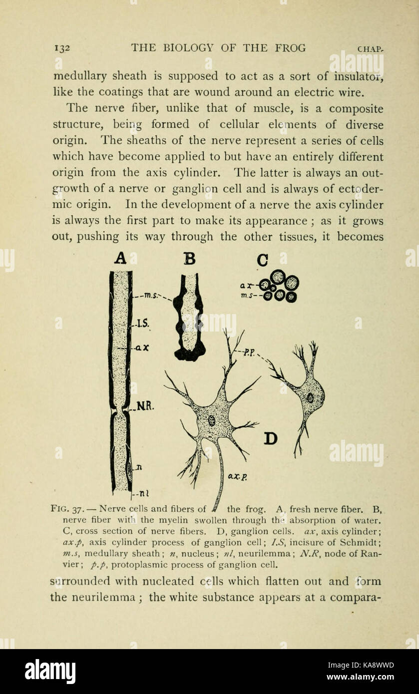La biologie de la grenouille (page 132, fig. 37) BHL7720492 Banque D'Images