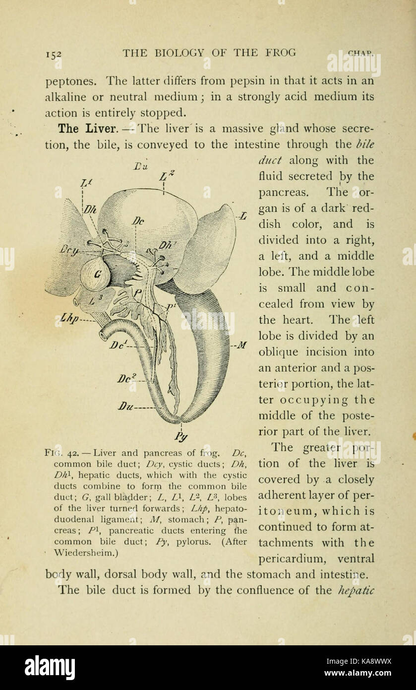 La biologie de la grenouille (page 152, fig. 42) BHL7720472 Banque D'Images