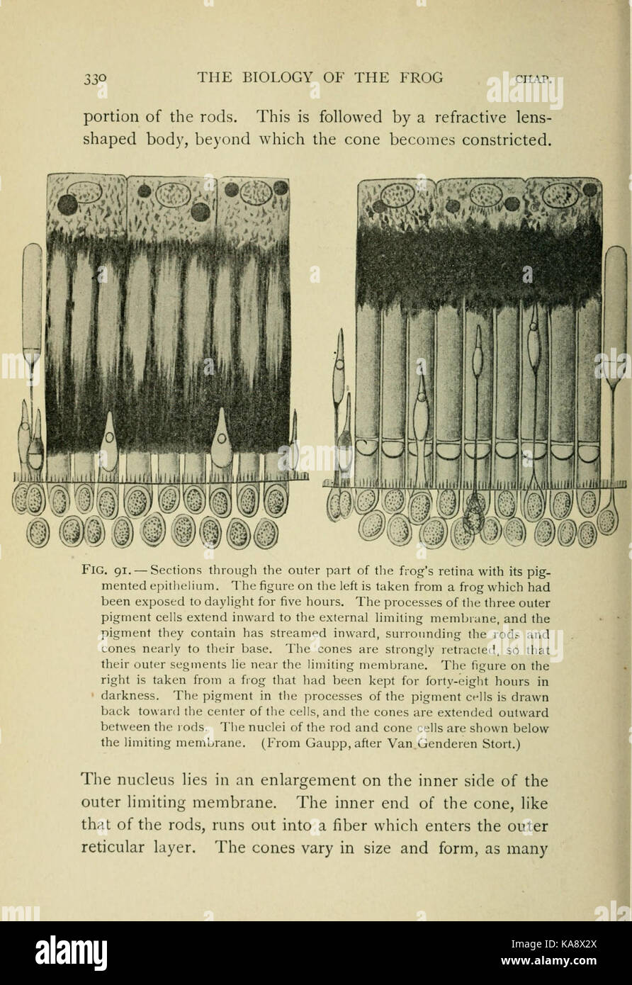La biologie de la grenouille (page 330, fig. 91) BHL7720640 Banque D'Images