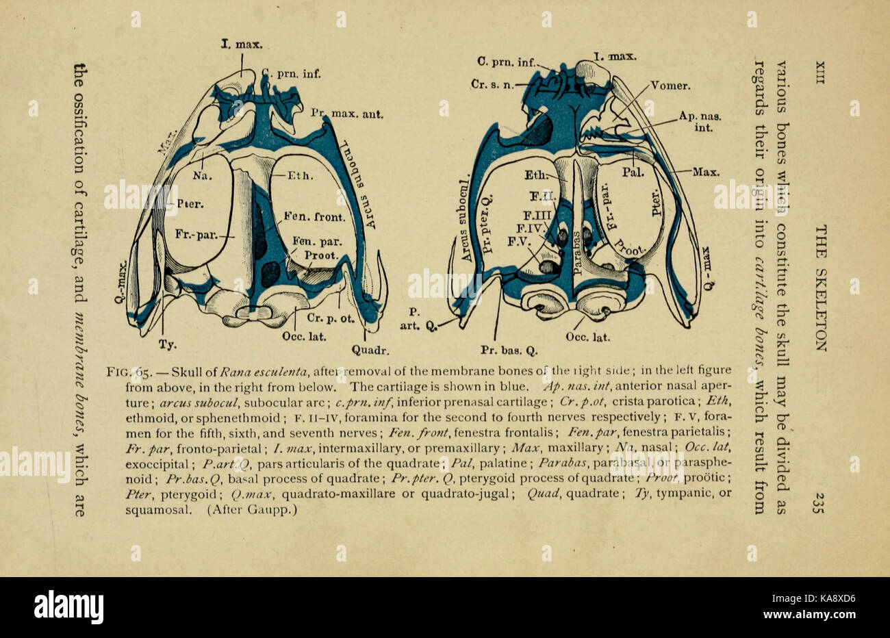La biologie de la grenouille (page 235, fig. 65) BHL7720386 Banque D'Images