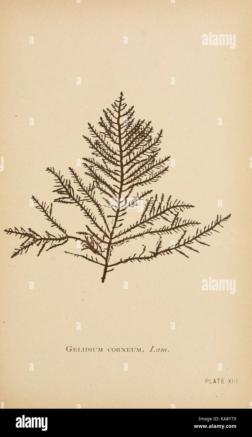 La plaque de la mer de mousses (XIII) (6243944766) Banque D'Images