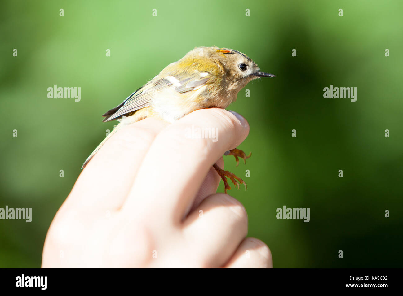 Goldcrest à Arne, Wareham, Dorset - prise de mesure et de pesage pour la sonnerie Banque D'Images