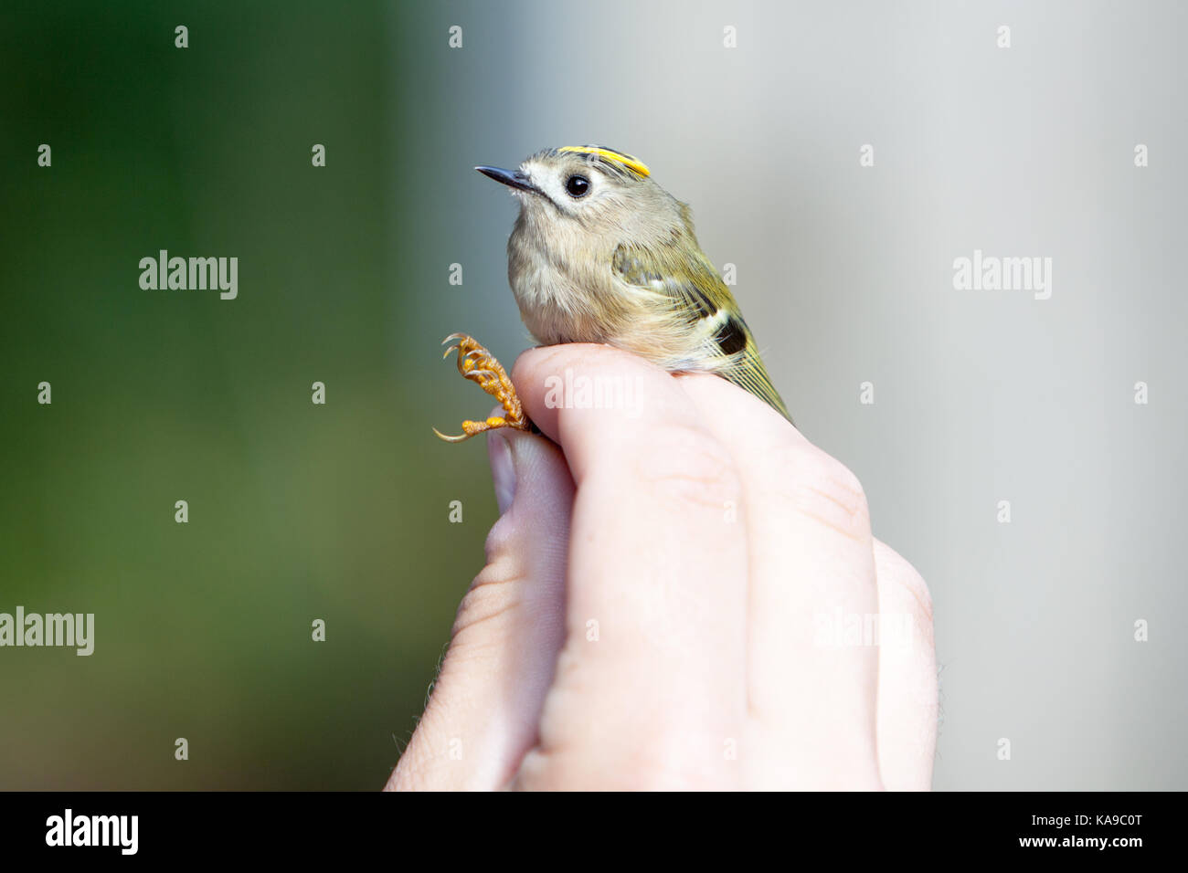 Goldcrest à Arne, Wareham, Dorset - prise de mesure et de pesage pour la sonnerie Banque D'Images