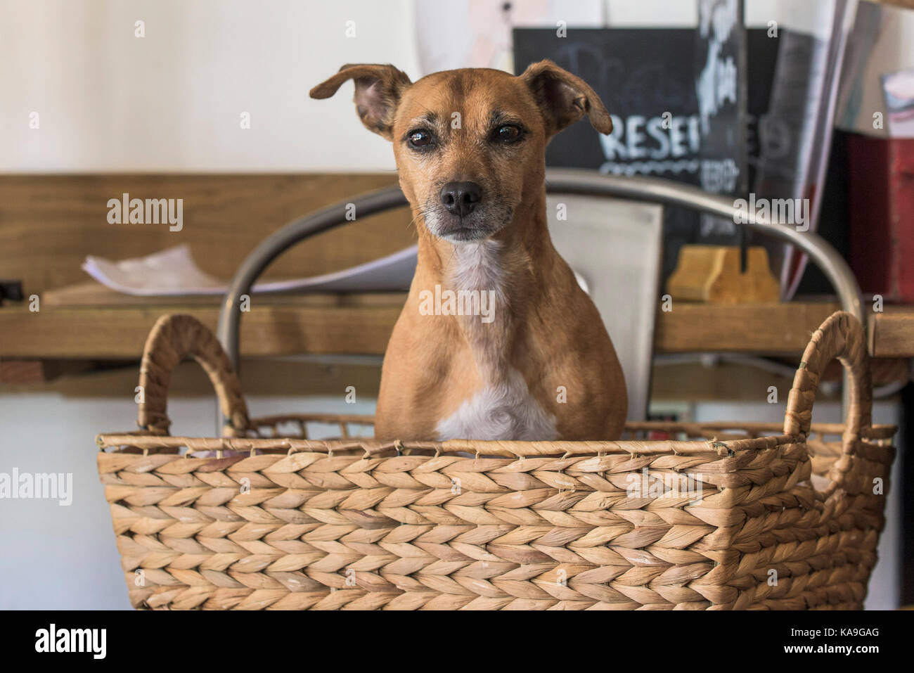 Animal de compagnie - un petit chien assis dans un panier. Banque D'Images