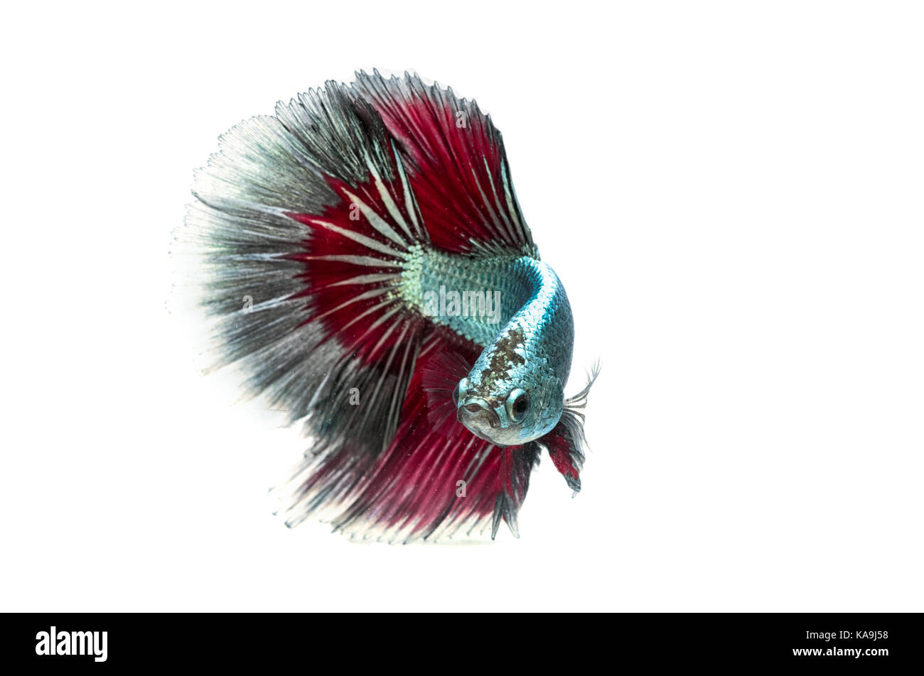Moment émouvant de siamese fighting fish isolé sur fond blanc Banque D'Images Moment émouvant de siamese fighting fish isolé sur fond blanc Banque D'Images