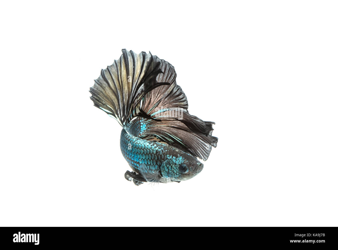 Moment émouvant de siamese fighting fish isolé sur fond blanc Banque D'Images Moment émouvant de siamese fighting fish isolé sur fond blanc Banque D'Images