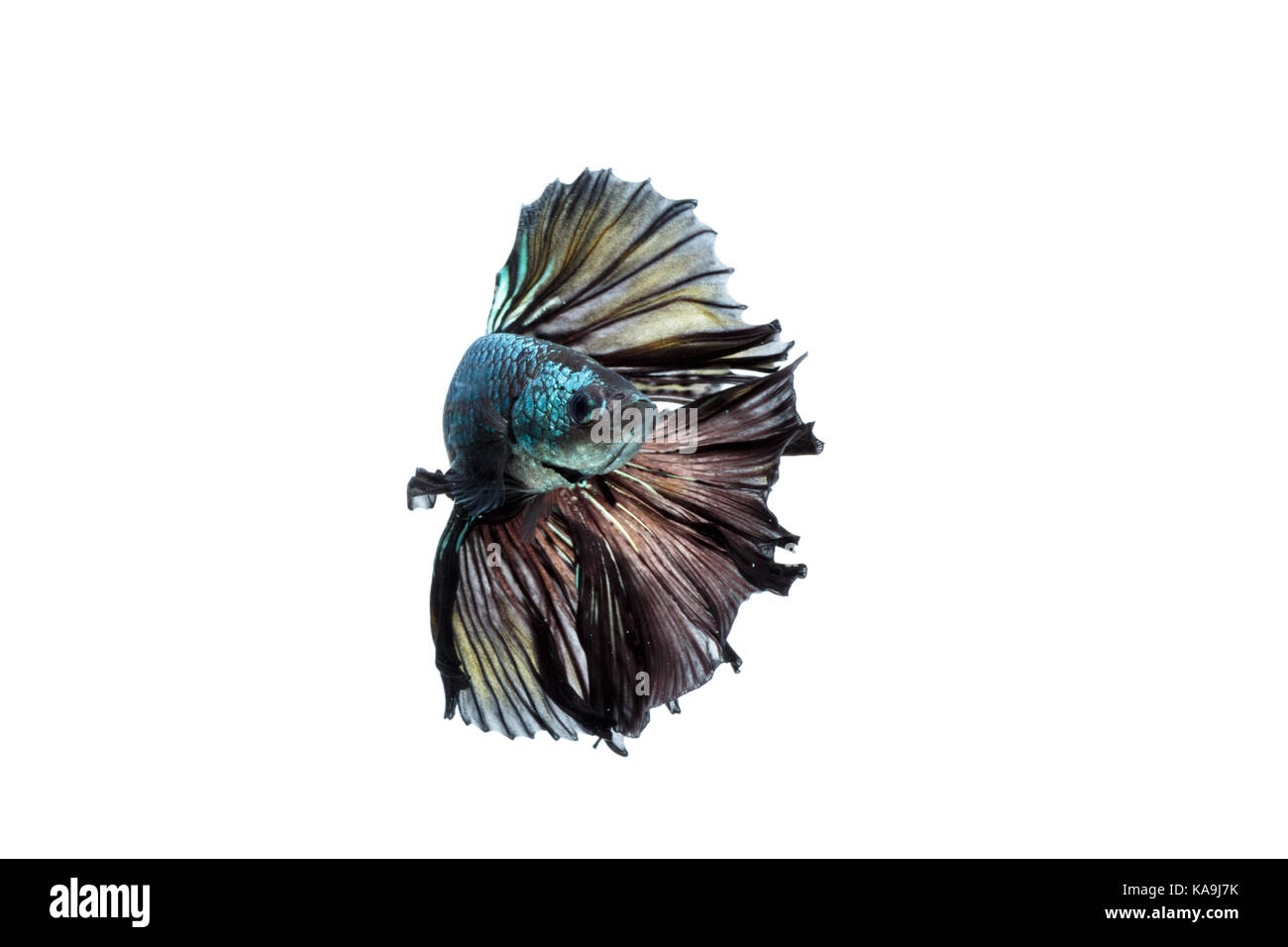 Moment émouvant de siamese fighting fish isolé sur fond blanc Banque D'Images Moment émouvant de siamese fighting fish isolé sur fond blanc Banque D'Images