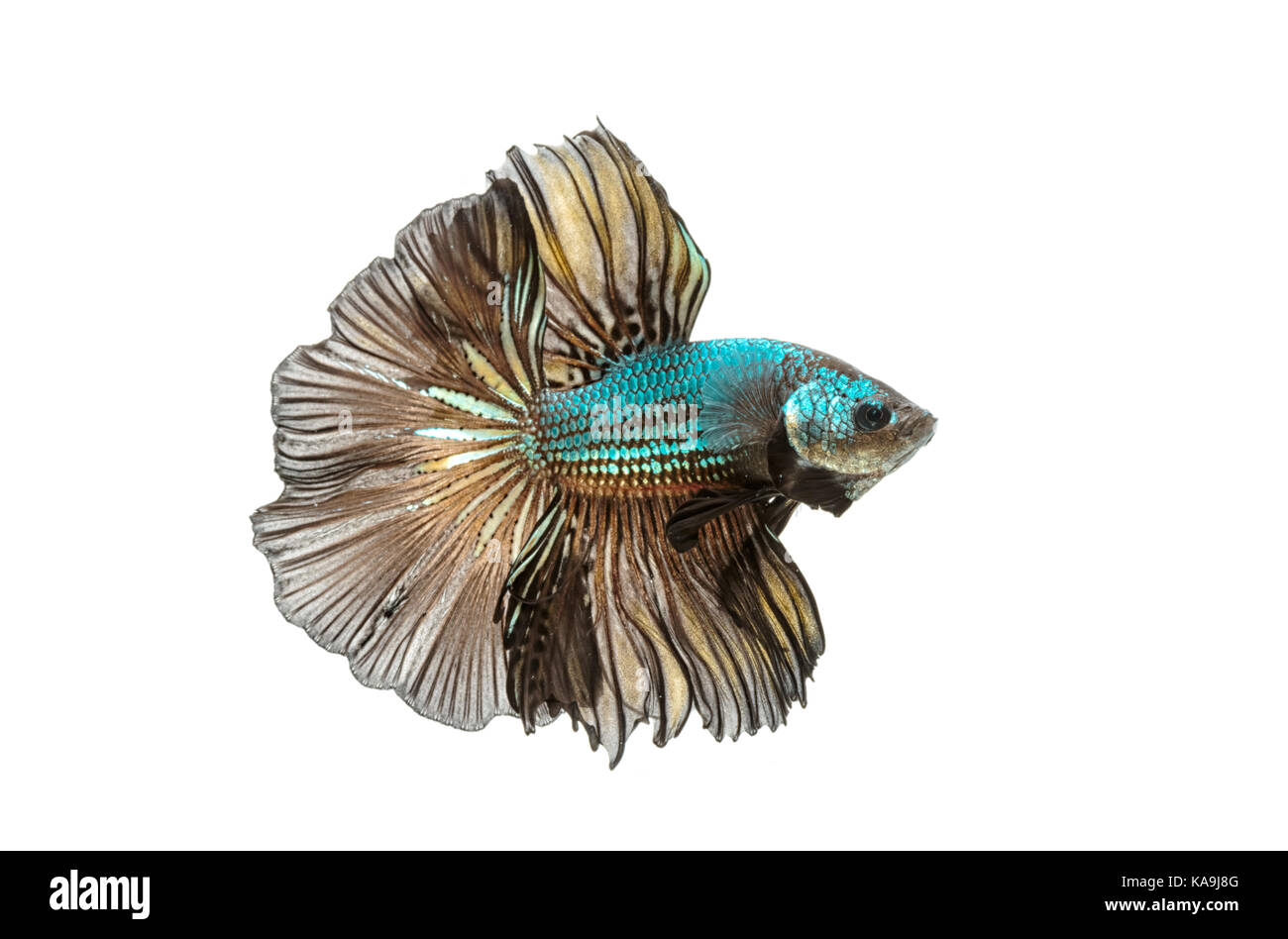 Moment émouvant de siamese fighting fish isolé sur fond blanc Banque D'Images Moment émouvant de siamese fighting fish isolé sur fond blanc Banque D'Images