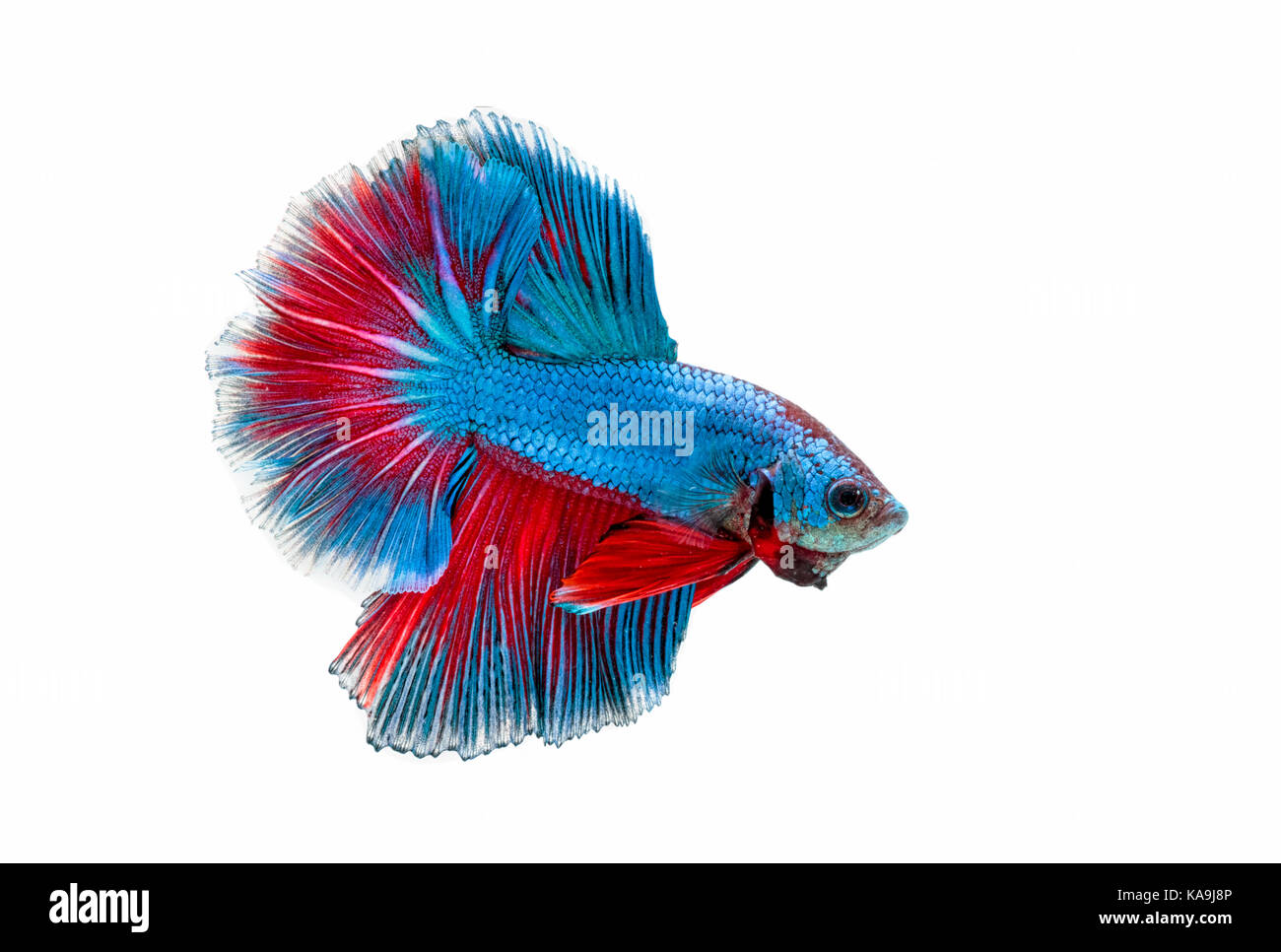 Moment émouvant de siamese fighting fish isolé sur fond blanc Banque D'Images Moment émouvant de siamese fighting fish isolé sur fond blanc Banque D'Images