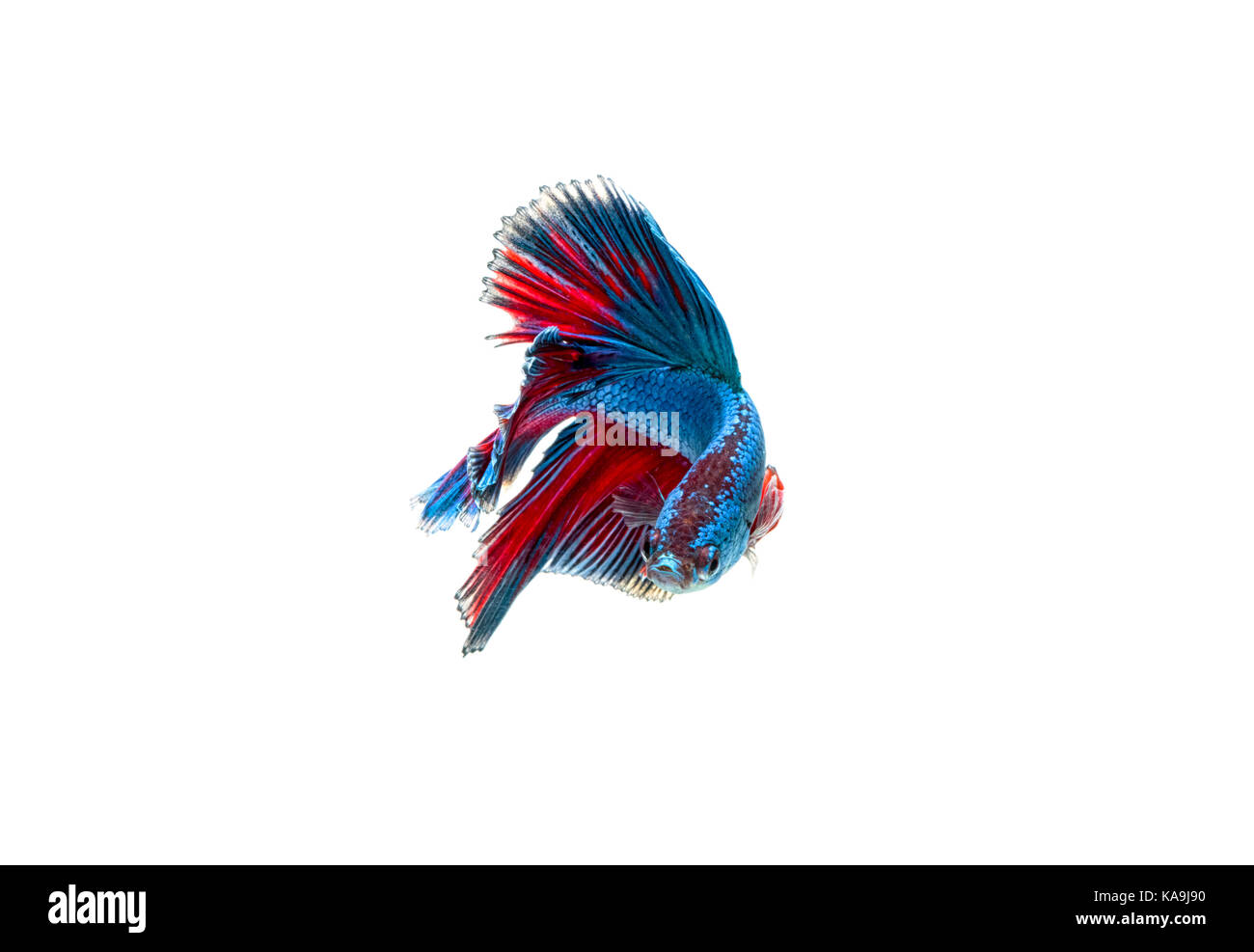 Moment émouvant de siamese fighting fish isolé sur fond blanc Banque D'Images Moment émouvant de siamese fighting fish isolé sur fond blanc Banque D'Images