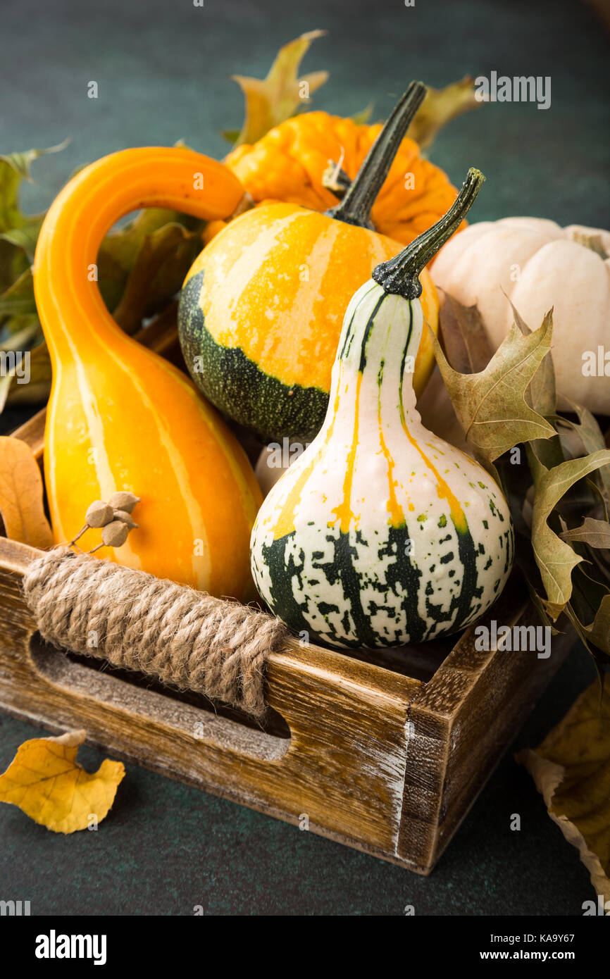 La composition de l'action de l'automne Banque D'Images