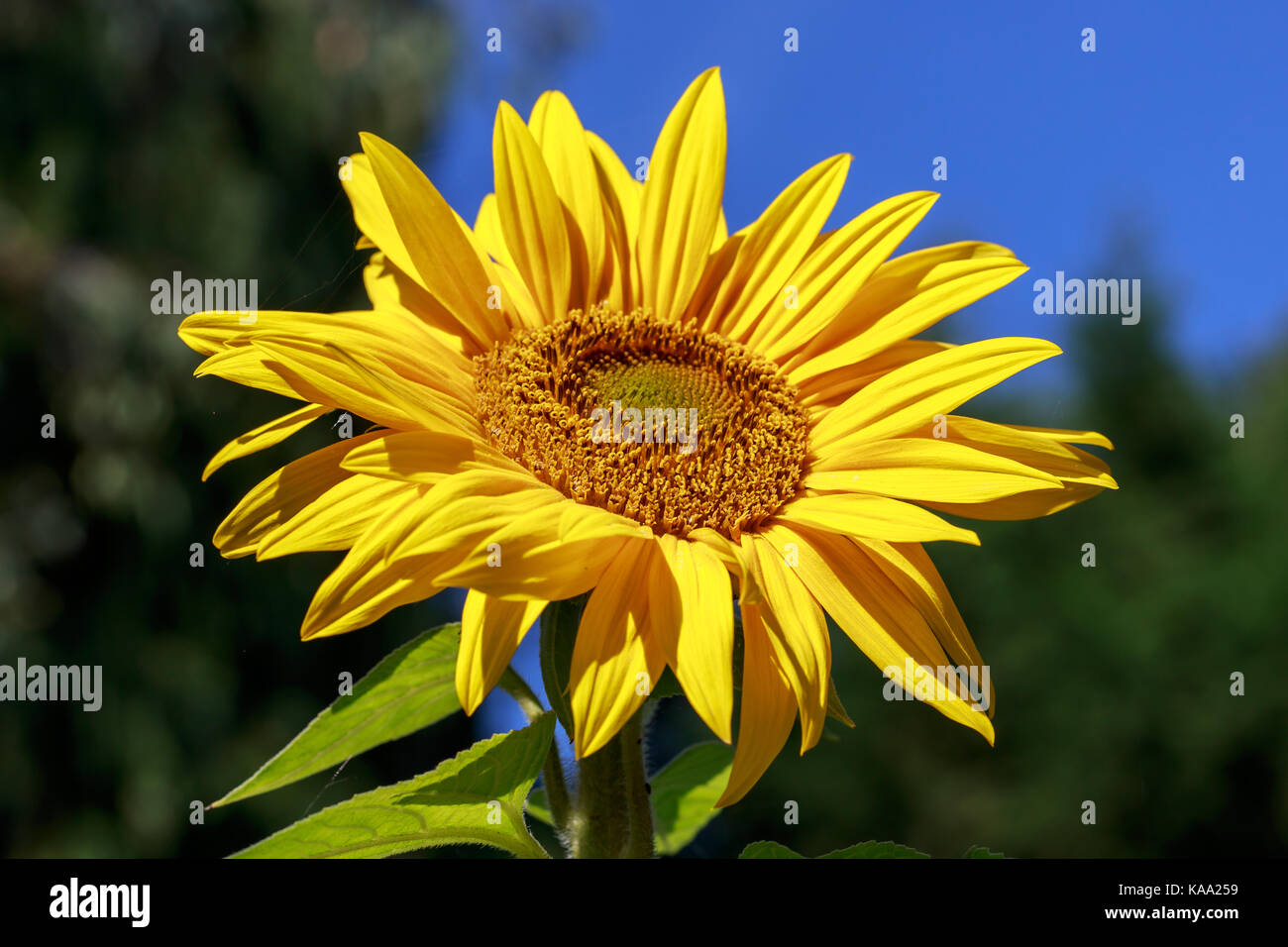 Le tournesol au soleil Banque D'Images