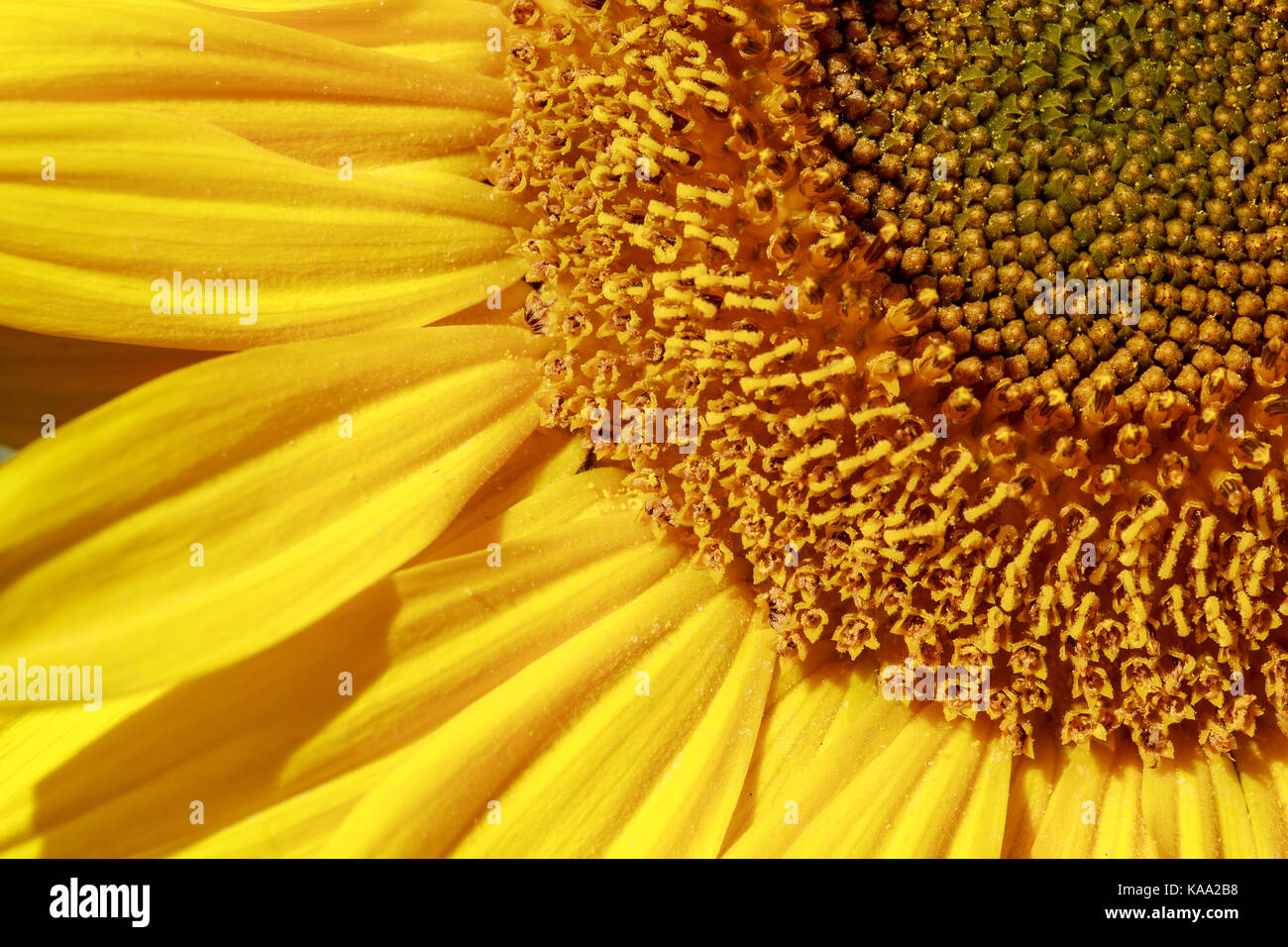 Le tournesol au soleil Banque D'Images