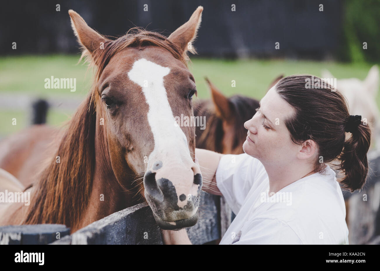 Jeune femme est de flatter un cheval sur une ferme dans le Kentucky Banque D'Images