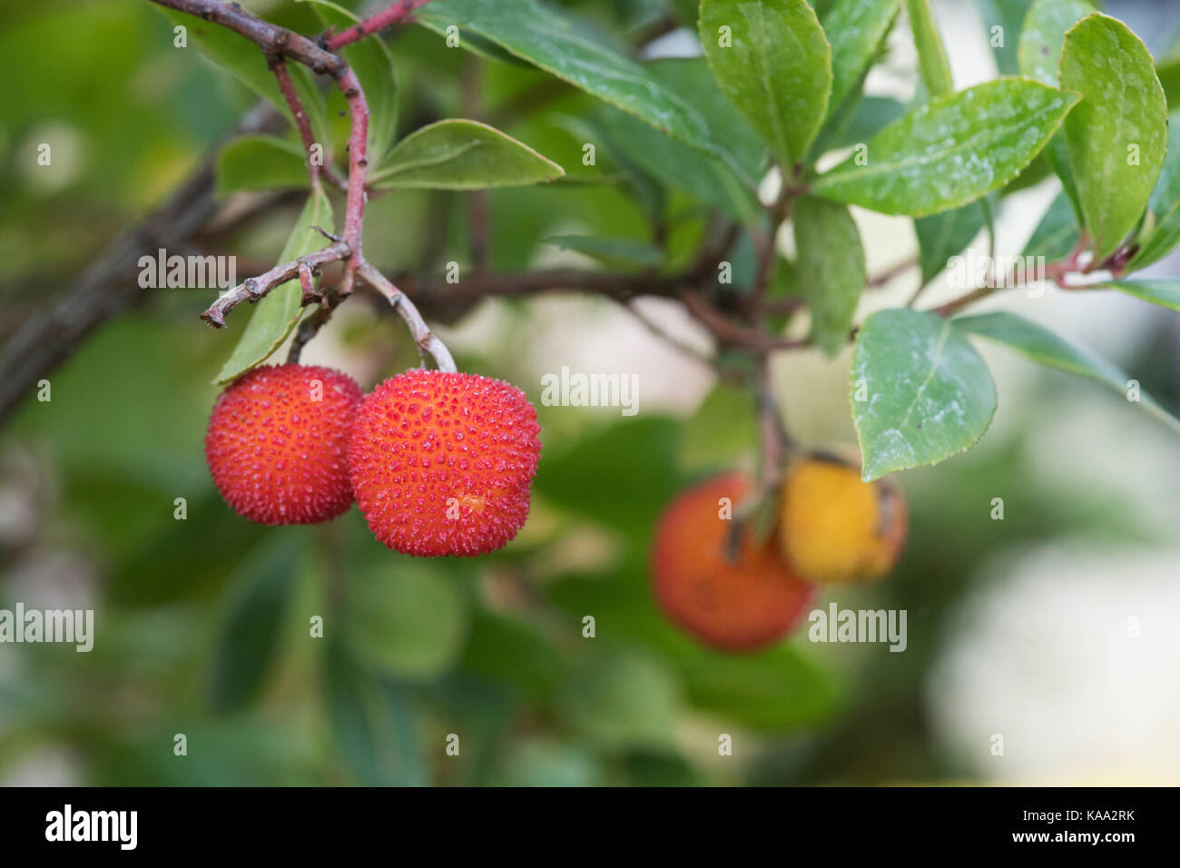 Arbutus unedo. Arbre aux fraises fruits sur l'arbre Banque D'Images