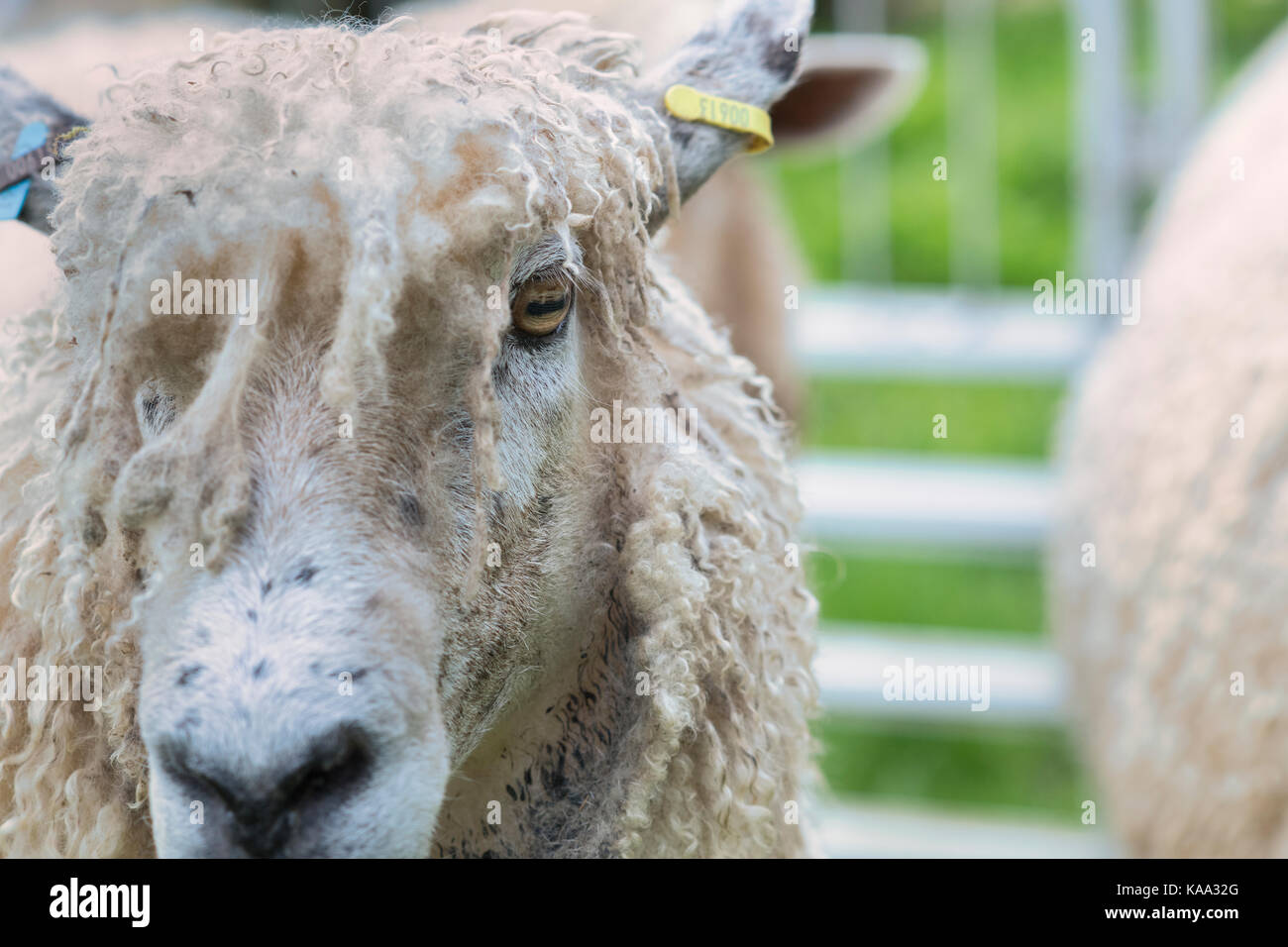 Ovis aries. Moutons Cotswold sur show à Daylesford organic farm fête d'automne, Gloucestershire, Angleterre Banque D'Images