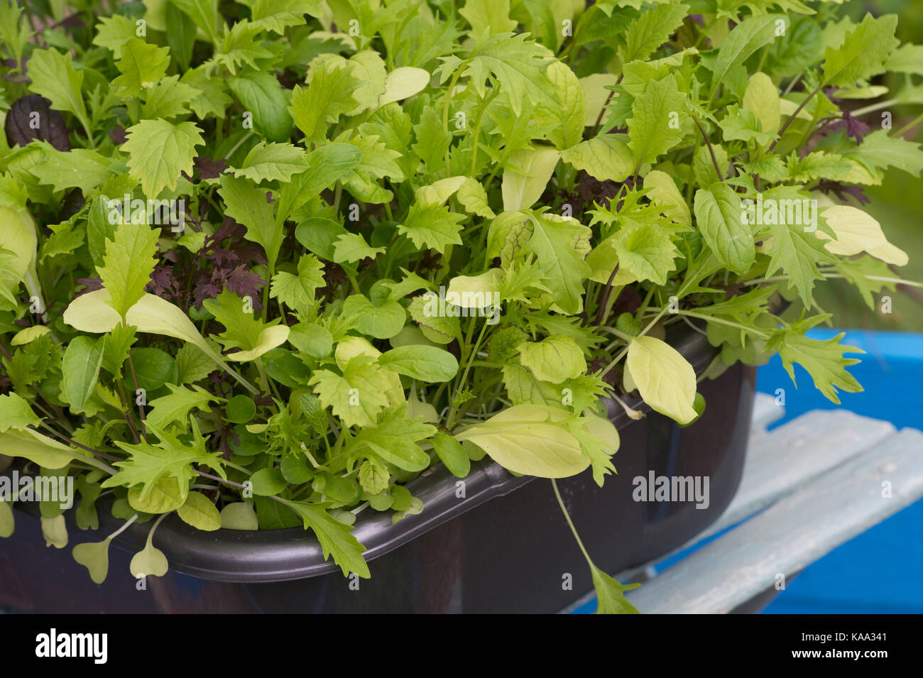 Mélange de salade de feuilles cultivées dans un récipient en septembre. UK Banque D'Images