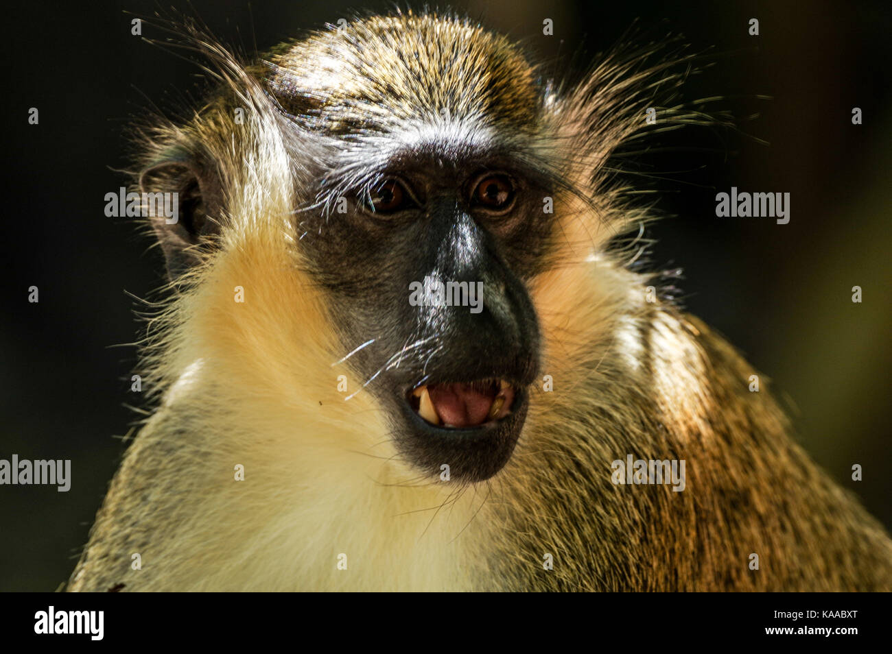 Portrait d'un singe vert adultes pris en Barbade Banque D'Images