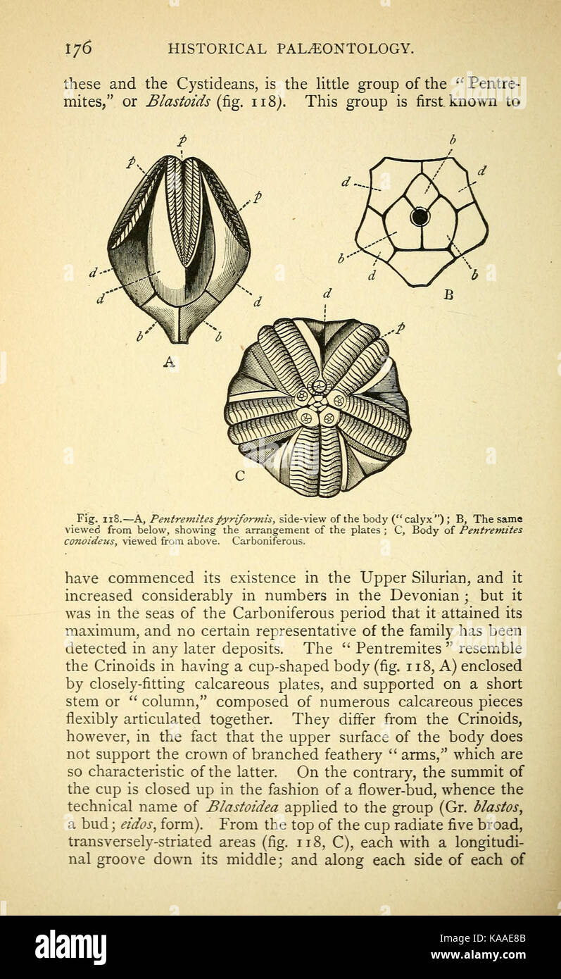 La vie ancienne histoire de la terre (page 176) BHL40460349 Banque D'Images