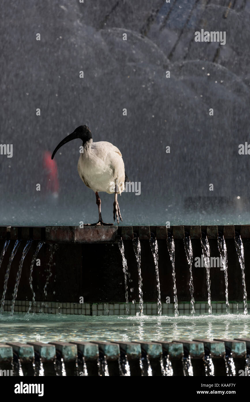 Un visage noir ibis par une grande fontaine, el-alamein fontaine memorial à kings cross, un quartier chaud de Sydney en Nouvelle-Galles du Sud, Australie. Banque D'Images