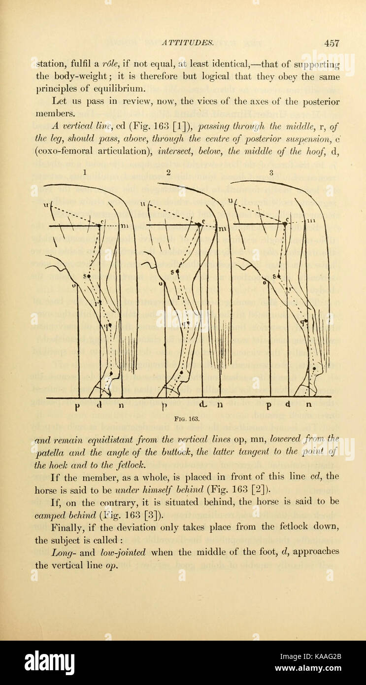 L'extérieur du cheval (page 457) BHL21661400 Banque D'Images