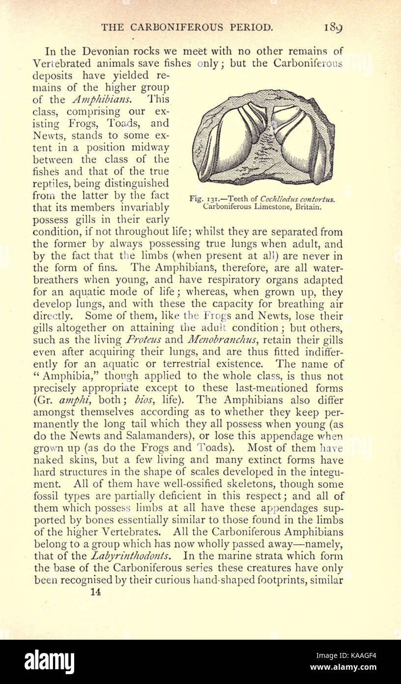 La vie ancienne histoire de la terre (page 189) BHL16764363 Banque D'Images