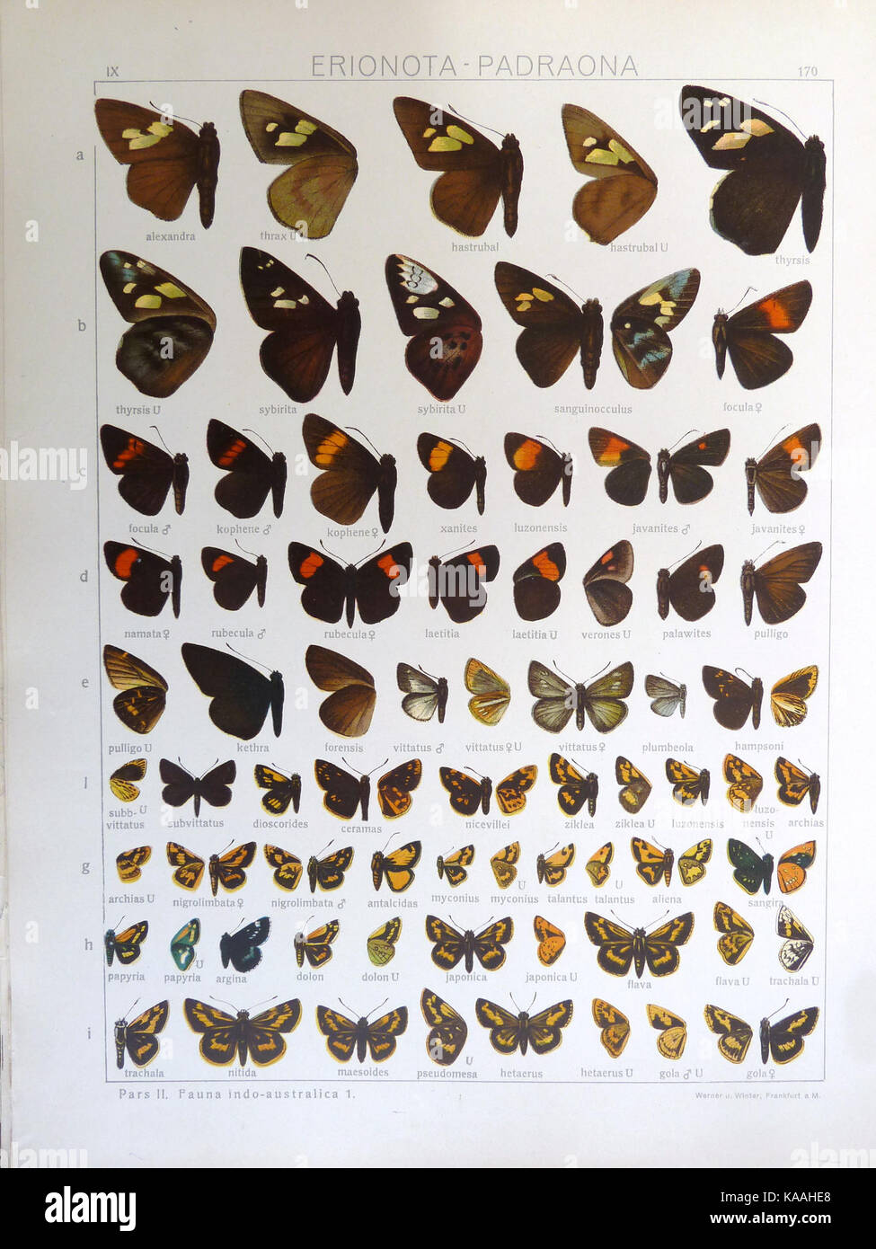 Une plaque de la série Seitz Fauna Indo-Australica, montrant des illustrations détaillées d'animaux de la région Indo-australienne, importantes pour comprendre la biodiversité de ces zones. Banque D'Images