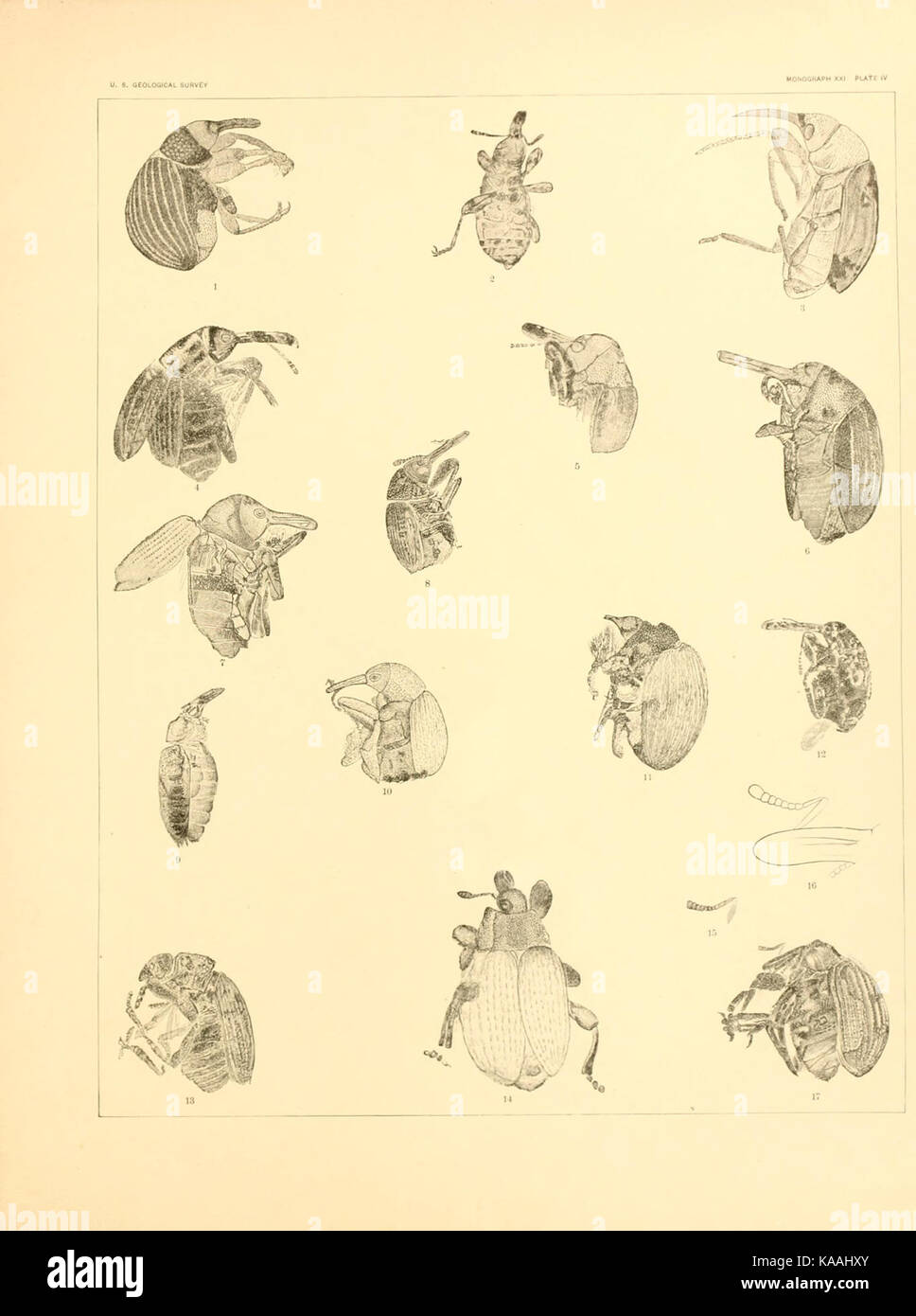 Rhynchophorous tertiaire Coleoptera du United States BHL9498782 Banque D'Images