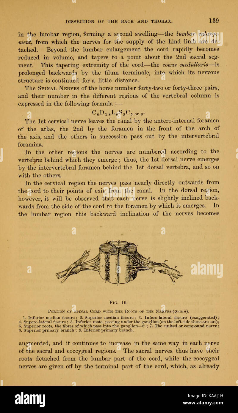 Illustration représentant l'anatomie détaillée d'un cheval, figurant dans un texte pédagogique du XIXe siècle. L'image se concentre sur les structures squelettiques et musculaires, offrant un aperçu de la biologie et de l'anatomie équines. Banque D'Images