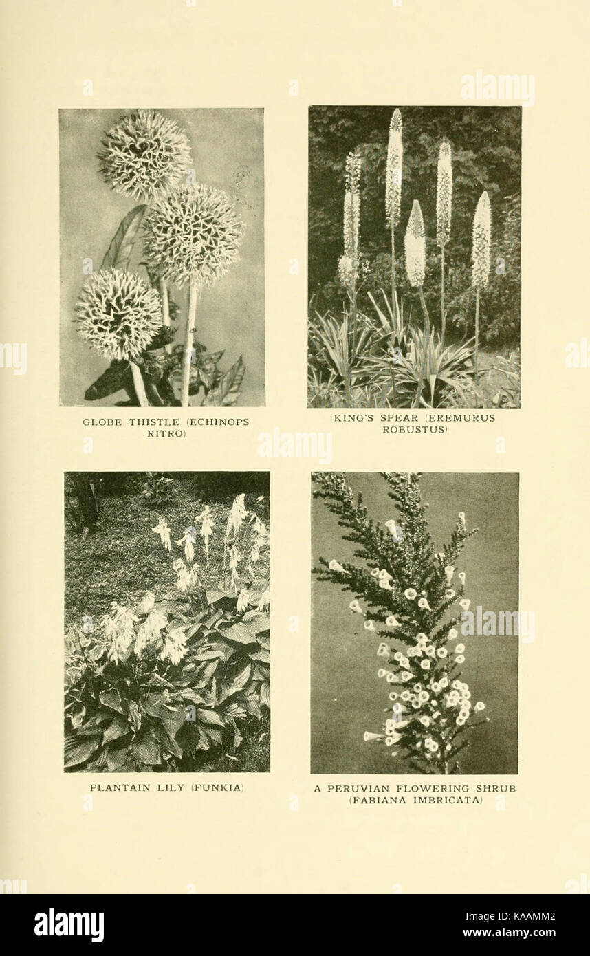 Le livre de hardy fleurs (40) Plaque (6465796409) Banque D'Images