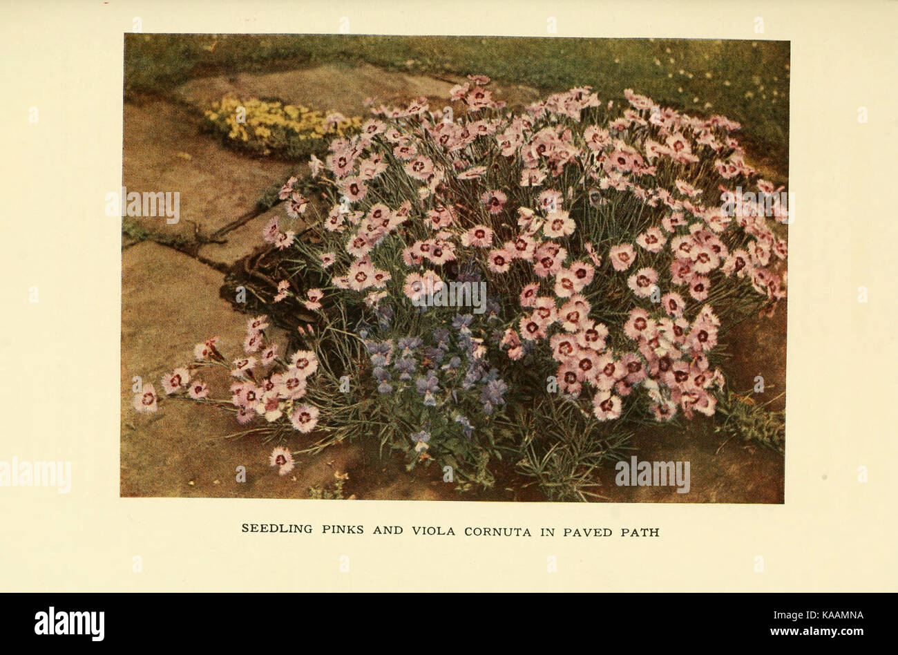 Le livre de hardy fleurs (42) Plaque (6465797429) Banque D'Images