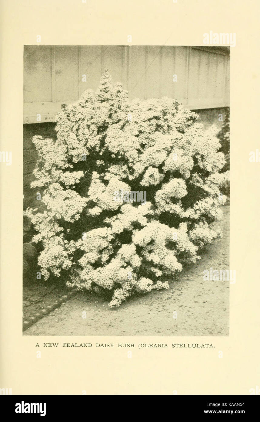 Le livre de hardy fleurs (68) Plaque (6465810333) Banque D'Images