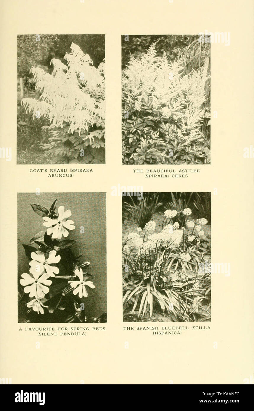 Le livre de hardy fleurs (91) Plaque (6465820881) Banque D'Images