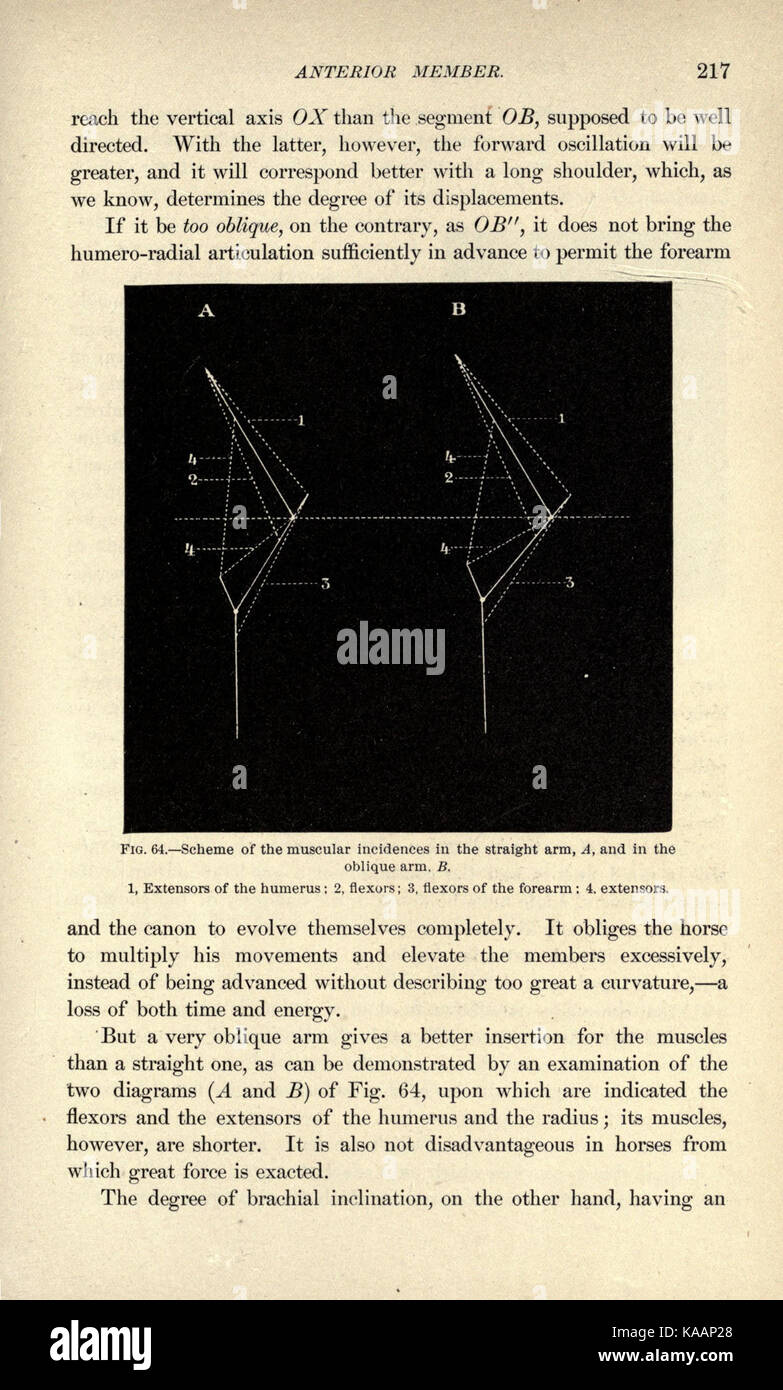 Cette image ou ce document fournit une vue détaillée de l'anatomie extérieure d'un cheval, présentée à la page 217. Il se concentre sur la structure physique du cheval, utile pour les études pédagogiques ou anatomiques de la biologie équine. Banque D'Images