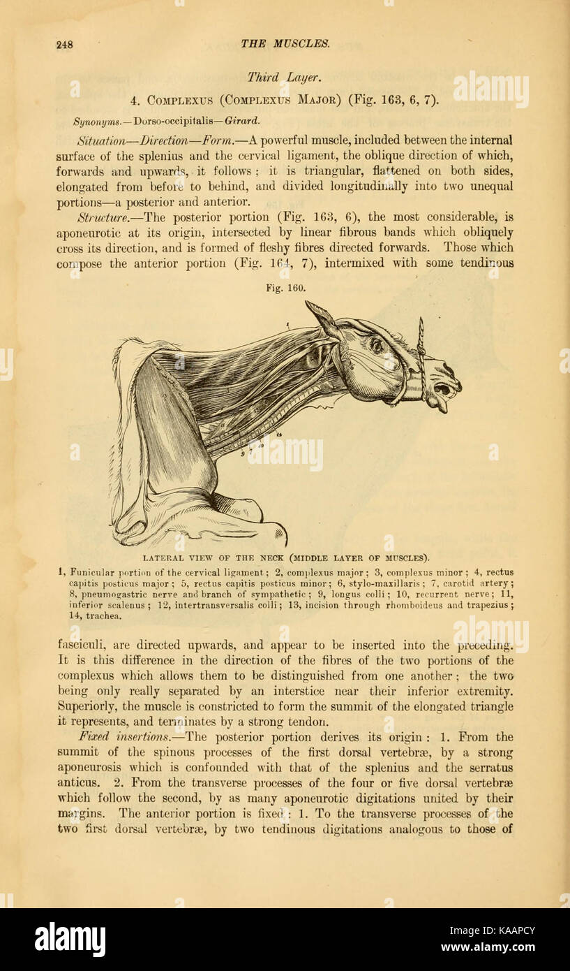 Une page du livre 'L'anatomie comparée des animaux domestiqués', mettant l'accent sur les caractéristiques anatomiques des espèces domestiquées, contribuant à la science vétérinaire et à la biologie. Banque D'Images