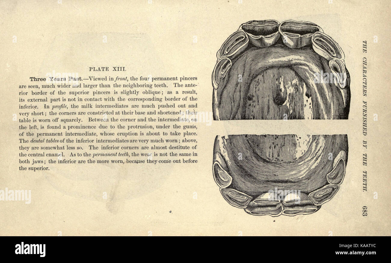 Illustration tirée d'un texte historique montrant l'anatomie extérieure d'un cheval, probablement à des fins éducatives en sciences vétérinaires ou en biologie animale. Banque D'Images