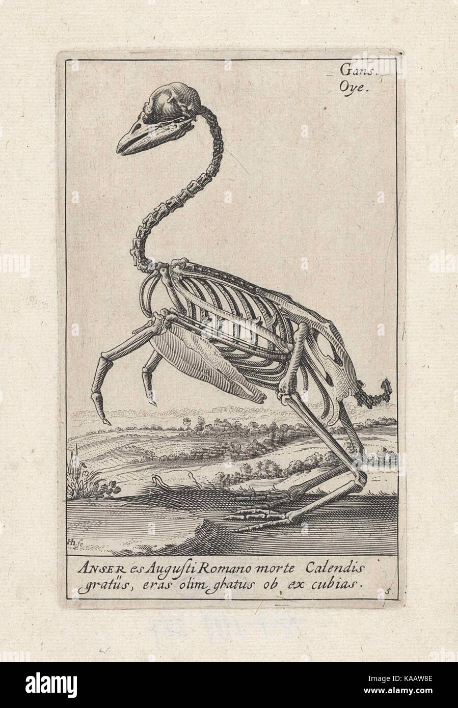 Van een Skelet gans Banque D'Images