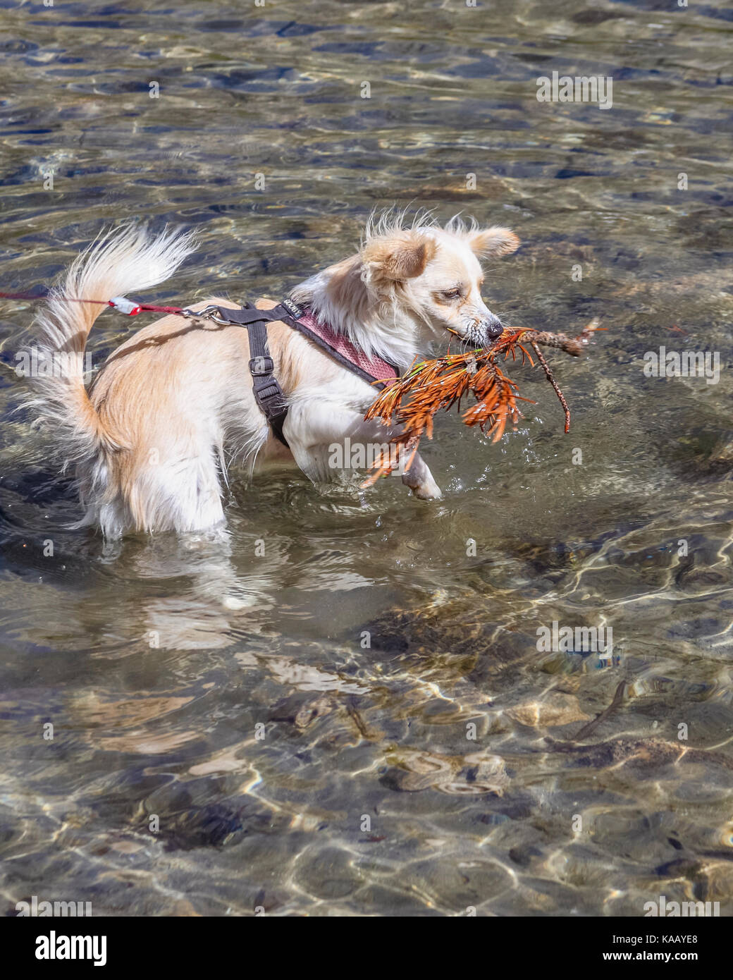 Puppy va chercher à Little Lakes Valley dans Rock Creek Canyon, à environ 25 miles de Mammoth Lakes en Californie Banque D'Images