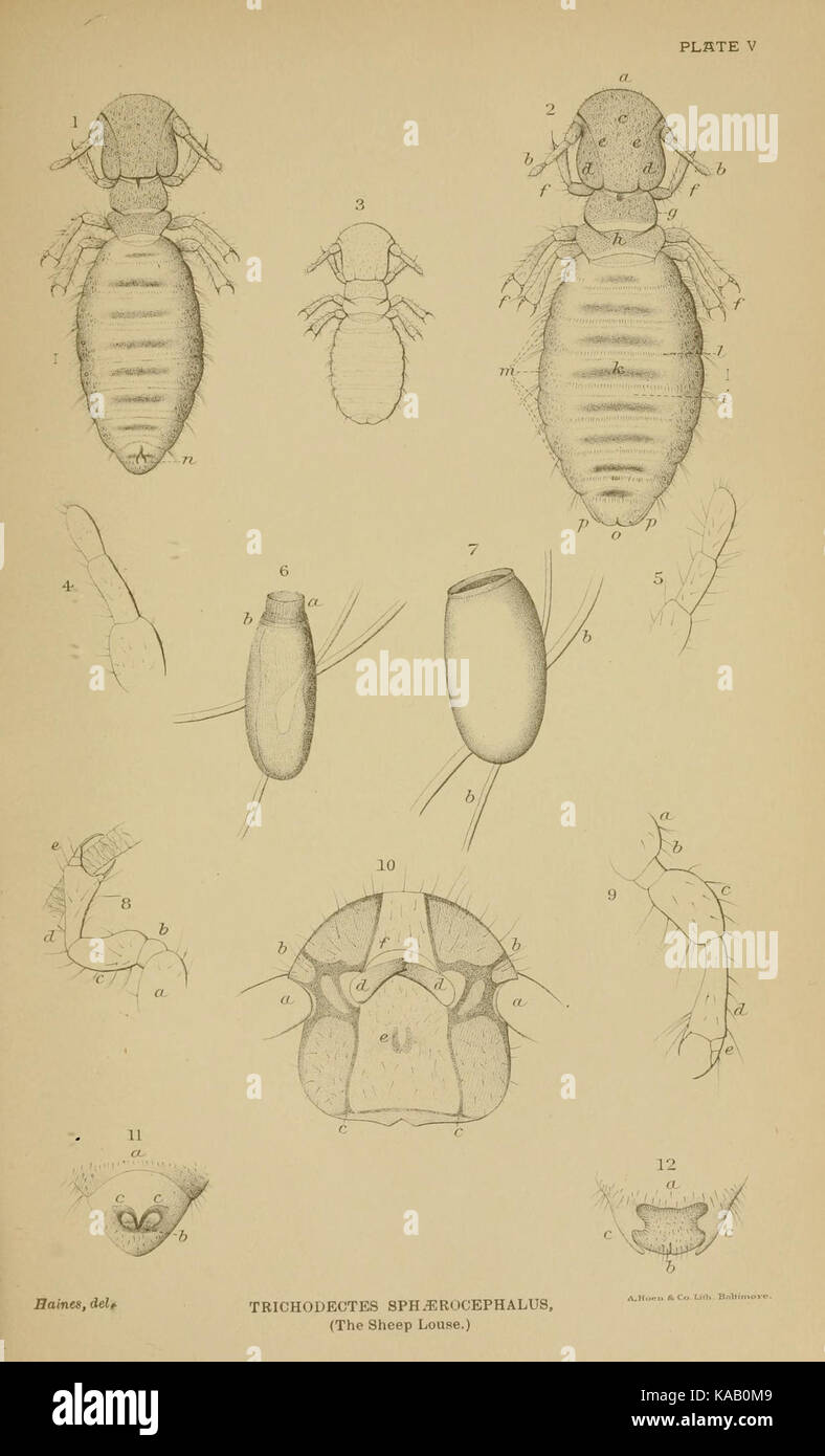 Les parasites animaux moutons de BHL9790416 Banque D'Images