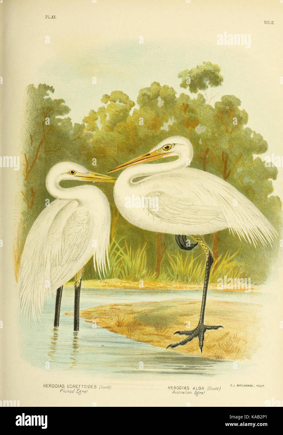 Les oiseaux d'Australie (16607819198) Banque D'Images
