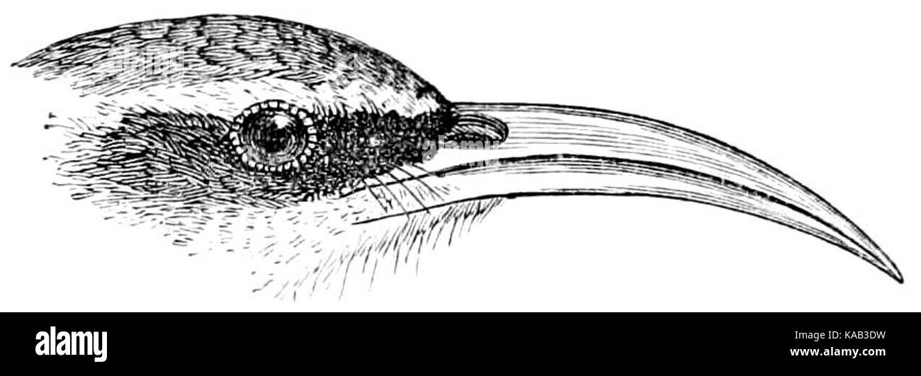 Cette illustration provient du premier volume de The Fauna of British India, représentant les diverses espèces d'oiseaux trouvées en Inde, à Ceylan et en Birmanie. Il constitue une ressource clé dans l'étude de l'avifaune sud-asiatique. Banque D'Images