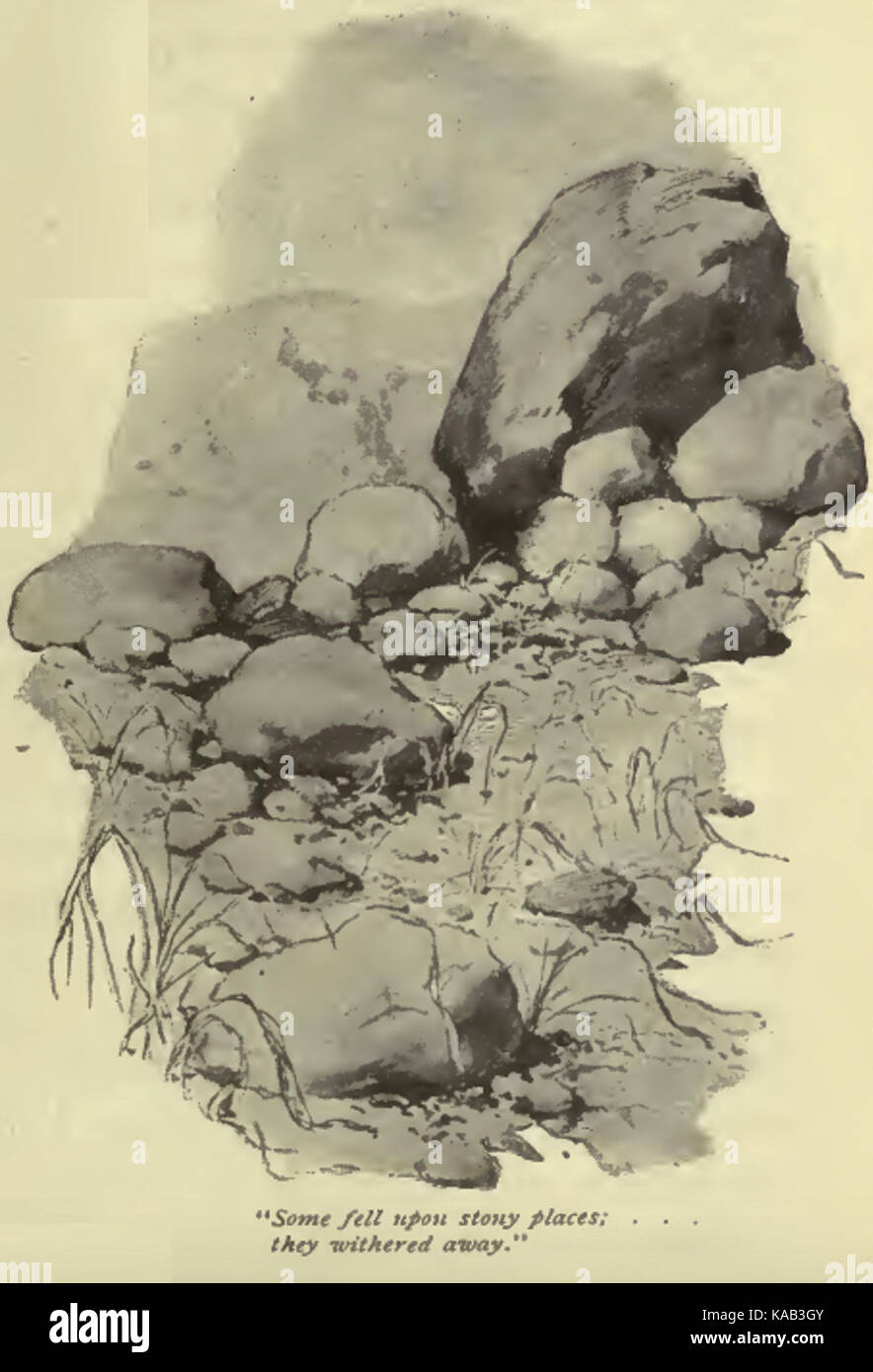 Dans un sol pierreux et parabole de semeur Banque D'Images