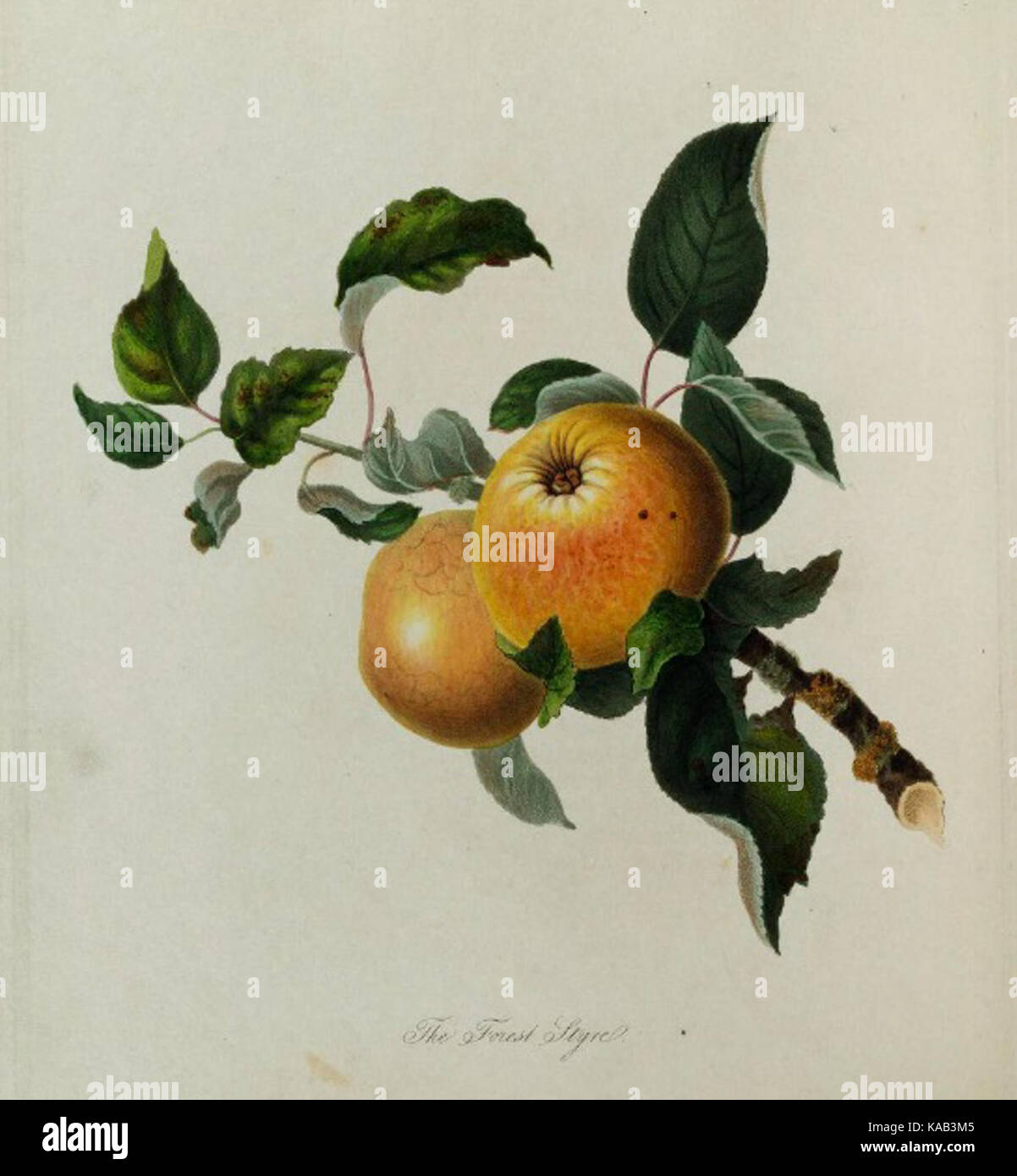 La pomme Styre est une variété connue pour sa forme et sa saveur distinctives. Il est reconnu dans les milieux agricoles pour sa solidité et son utilisation dans la consommation fraîche et les préparations culinaires. Banque D'Images