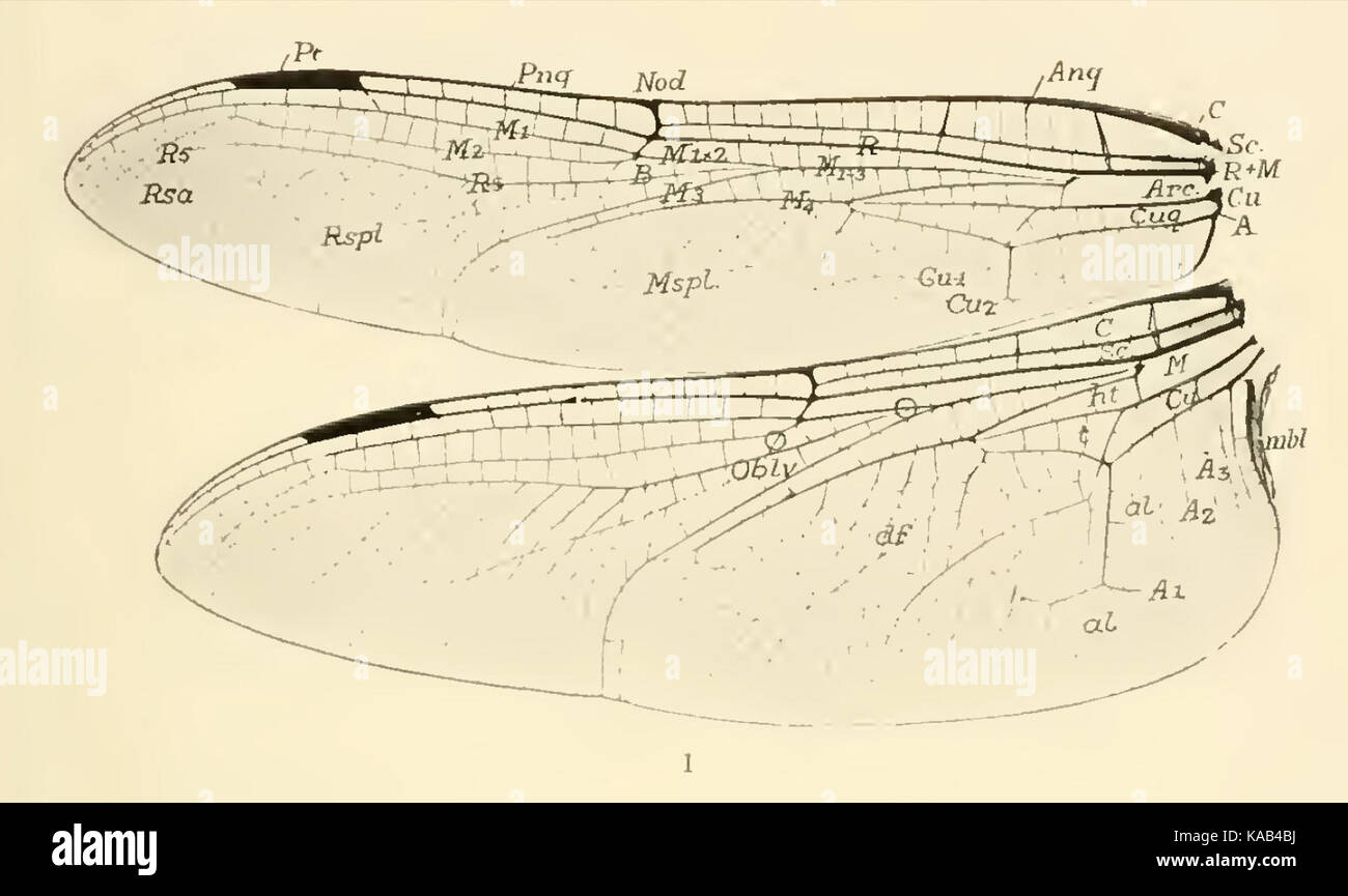 Ris La nervation Anax ephippiger1921 Banque D'Images