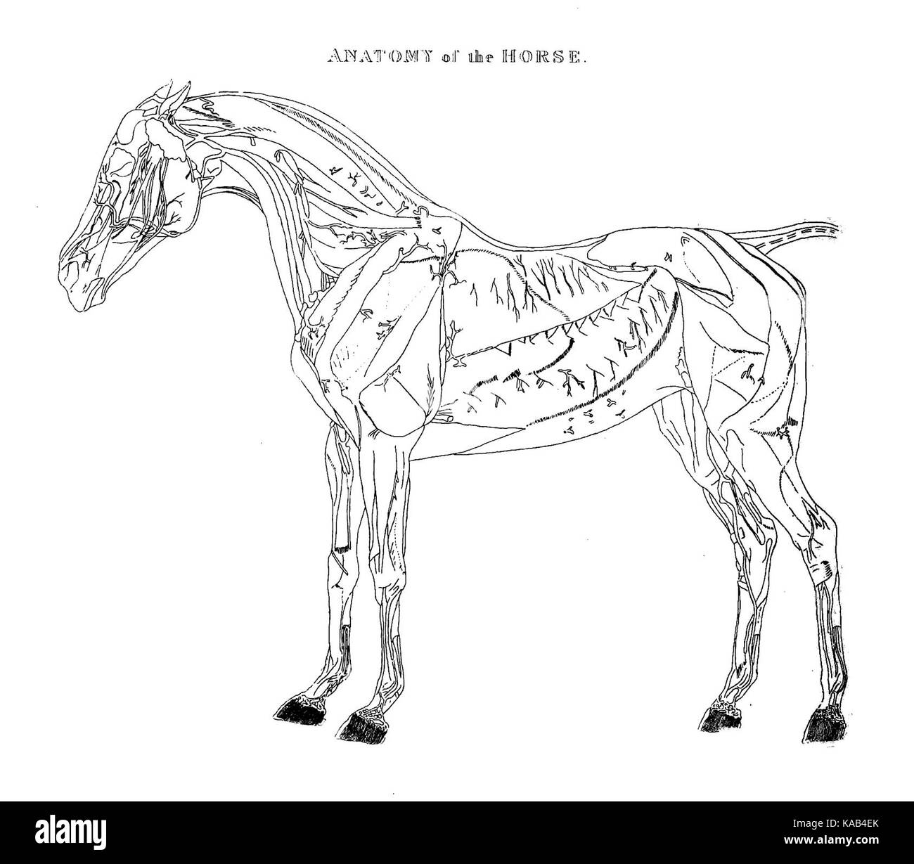 La vie rurale décrits et illustrés, dans la gestion des chevaux, chiens, bovins, moutons, porcs, volailles, etc. etc. (Pl. 13) (8580737350) Banque D'Images