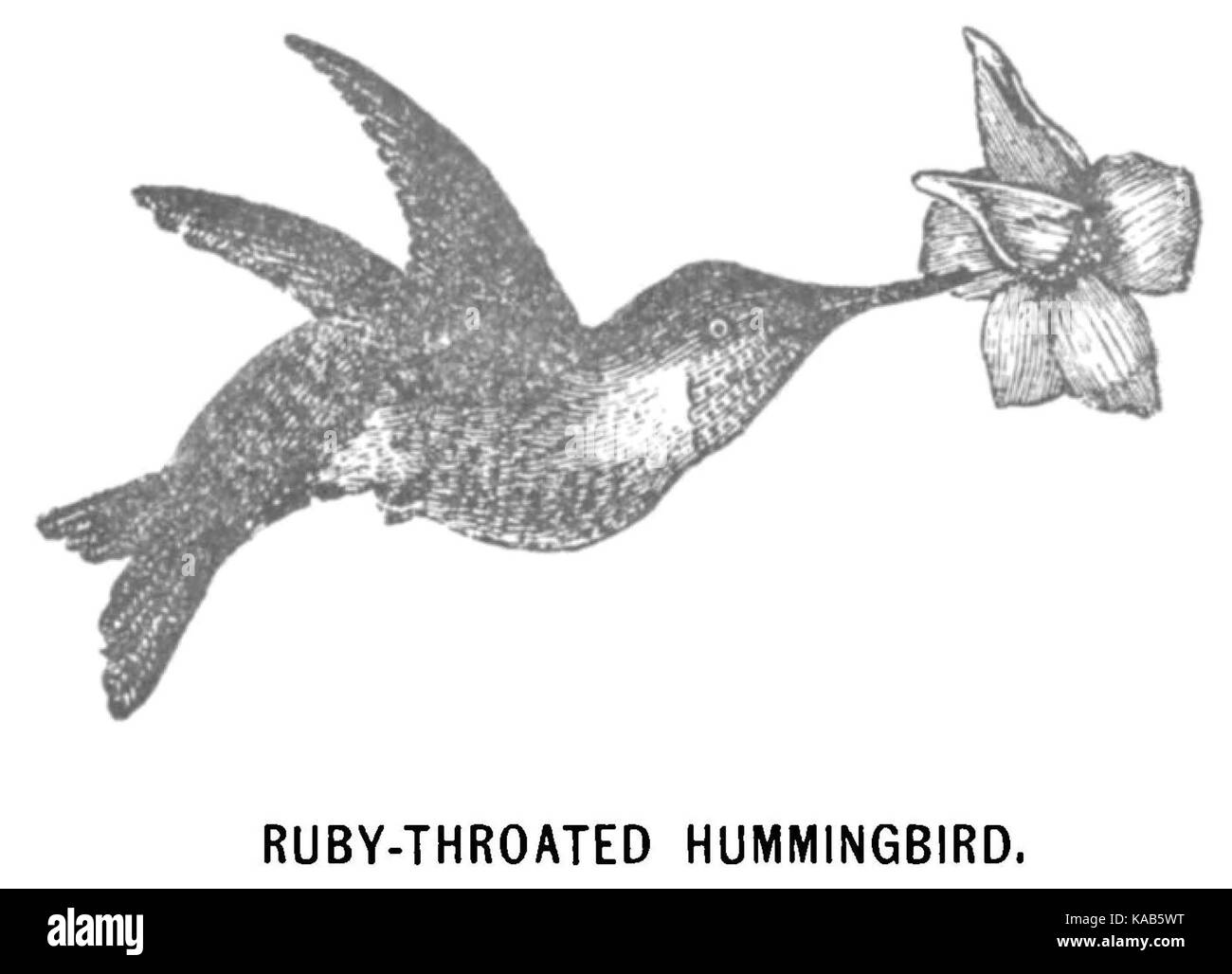 Gros plan ou représentation d'un colibri à gorge rubis, connu pour sa gorge brillante et irisée et sa petite taille. Banque D'Images