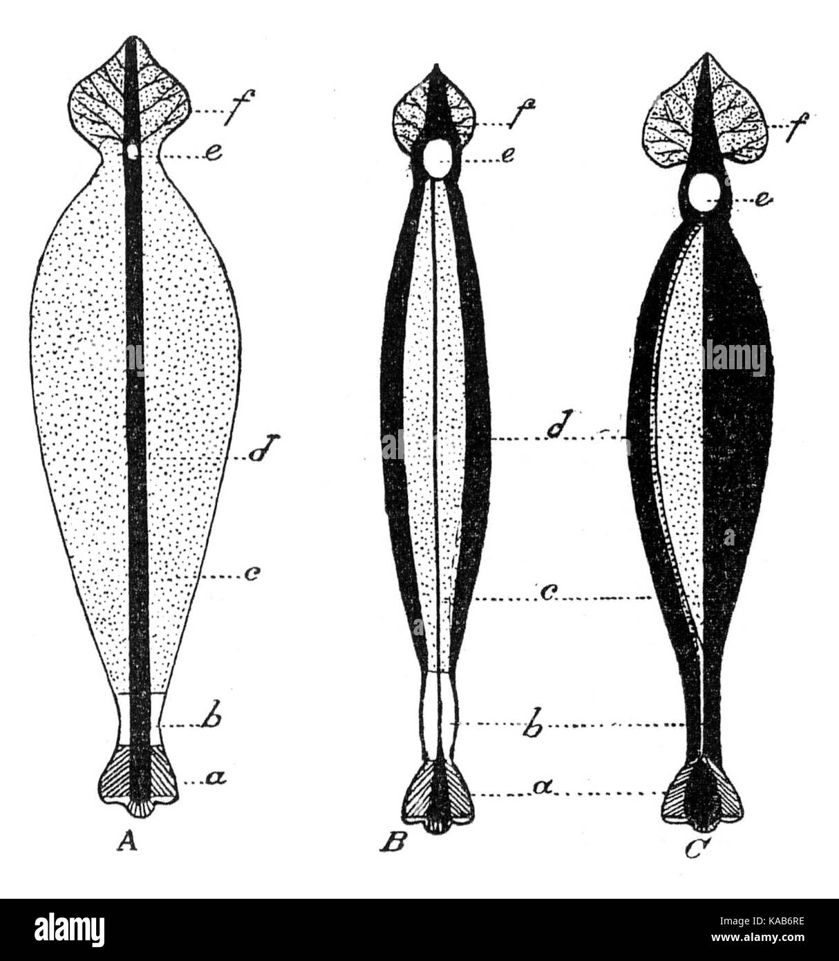 Le diagramme foliaire des Sarraceniaceae de Macfarlane est une illustration botanique représentant les feuilles des plantes de la famille des Sarraceniaceae, communément appelées plantes pichet. Ces plantes sont connues pour leurs feuilles tubulaires uniques conçues pour piéger et digérer les proies, principalement les insectes. Banque D'Images